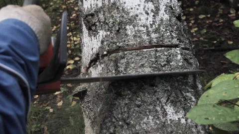 A man saws a tree with a chainsaw Stock Footage 203507461