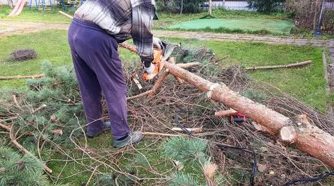 A man saws a tree with a chainsaw. the pine tree was removed from the suburba Stock Photos