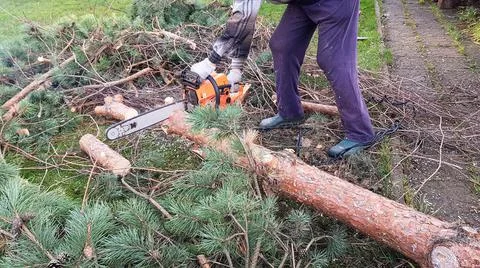 A man saws a tree with a chainsaw. the pine tree was removed from the suburba Stock Photos