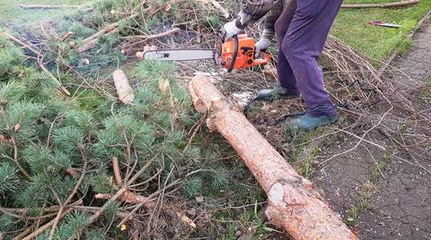 A man saws a tree with a chainsaw. the pine tree was removed from the suburba Stock Photos