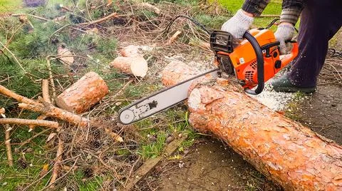 A man saws a tree with a chainsaw. the pine tree was removed from the suburba Stock Photos