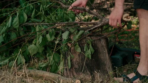 A man saws a tree with an electric saw for firewood. Stock Footage 203904102