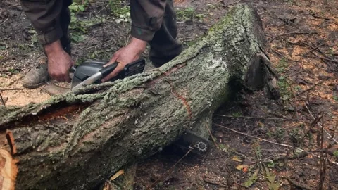A man saws a tree trunk with a chainsaw. Stock Footage 295810256