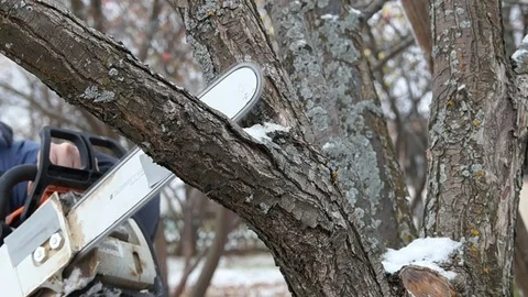 A man saws a tree. Worker man sawing tree Stock Footage 83196065