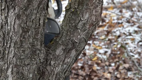 A man saws a tree. Worker man sawing tree Stock Footage 83196098