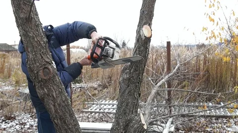 A man saws a tree. Worker man sawing tree Stock Footage 83196197