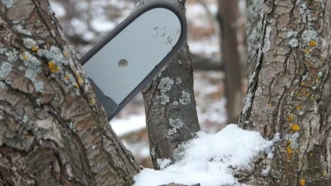A man saws a tree. Worker man sawing tree Stock Footage 83308838