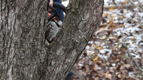 A man saws a tree. Worker man sawing tree Stock Footage 83308866