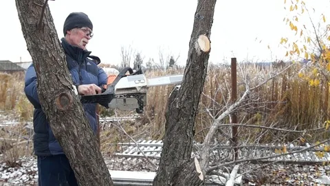 A man saws a tree. Worker man sawing tree Stock Footage 83308906