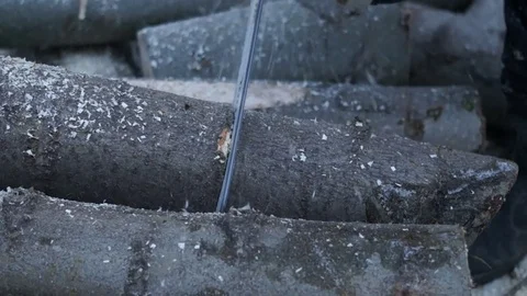A man saws a tree. Worker man sawing tree Stock Footage 83308989