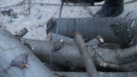 A man saws a tree. Worker man sawing tree Stock Footage 83339001