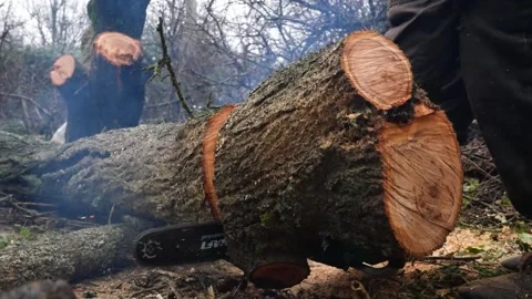 A man saws the trunk of a thick tree with a saw. The concept of felling trees. Video stock 292444203