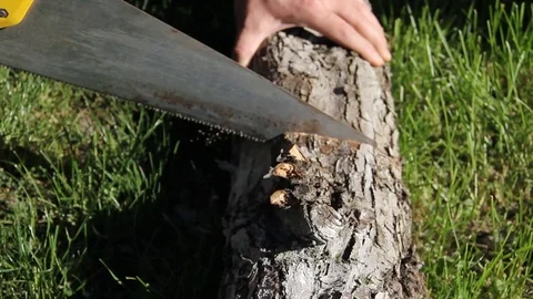 Man saws wood Stock-Footage 76445270