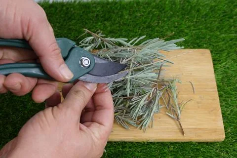 Man with scissors prepares lavender branches for cutting, lavender reproducti Stock Photos