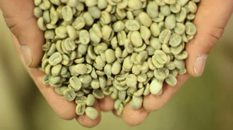 Man scooping green coffee beans Arabica and Robusta from a Sacks. Stock Footage 34973497