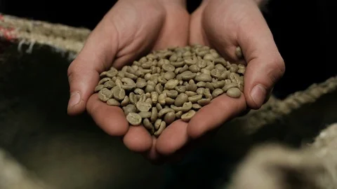 Man scooping green coffee beans Arabica and Robusta from a Sacks on background. Stock Footage 115884977