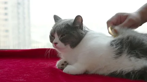 Man scraping a cats back by a copper scratcher which is a traditional Chinese Stock Footage 193829818