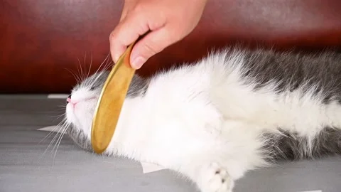 Man scraping a cats neck by a copper scratcher which is a traditional Chinese Stock Footage 194536868