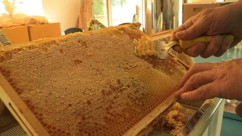 A man scraping honey  Video stock 74055827