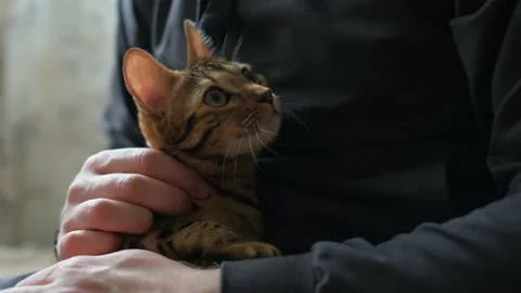 A man scratches the muzzle of a kitten with his hand, close-up. pet Stock Footage 237612435