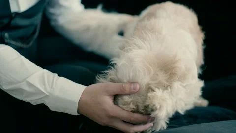 Man scratching and playing with dog Видео 229000061