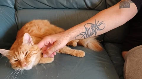 Man is scratching and stroking furry cat with hand Stock Footage 283376691