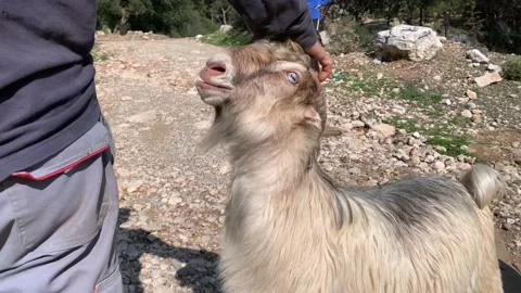 Man scratching goats head close up shot Vidéo 148092324