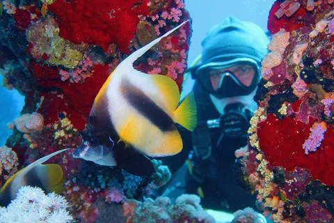 Man scuba diver admiring shoal of beautiful Bannerfish near coral reef (Henio Stock Photos
