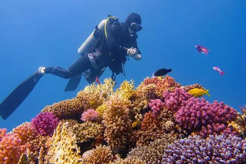 Man scuba diver checking beautiful colorful healthy coral reef with diversity 写真素材