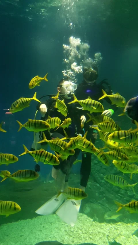 Man in scuba diving underwater comitus fish Stock Footage 317357292