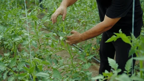 Man securing tomato plants with vertical strings Stock Footage 313666313