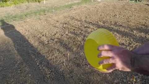 Man seeding green manure in worked soil. Vegetable garden and seeds Stock Footage 162499988