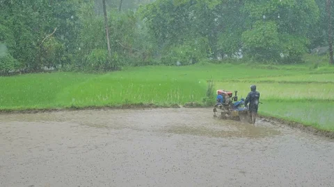 A man is seen ploughing a rice field with a hand-held mechanized tractor. 스톡 동영상 115480109
