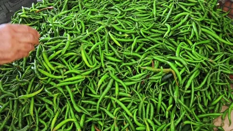 Man selecting fresh, raw green chillies on a market stall.  Real time. Stock Footage 169661835
