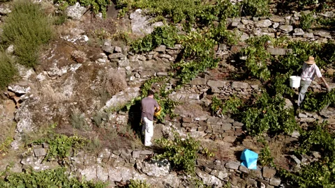 Man selecting grapes at the grape harvest in the Ribeira Sacra. High Quality Stock Footage 161567215