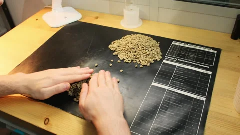 Man separates handful of beans from pile for closer inspection Stock Footage 317090006