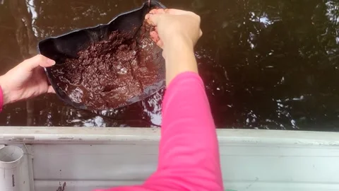 Man separating worms from earth to use as fishing bait. Playing with composting Stock Footage 309317150