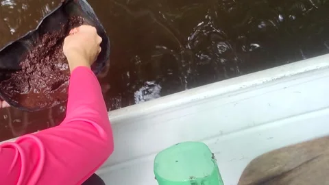 Man separating worms from earth to use as fishing bait. Playing with composting Stock Footage 309317155