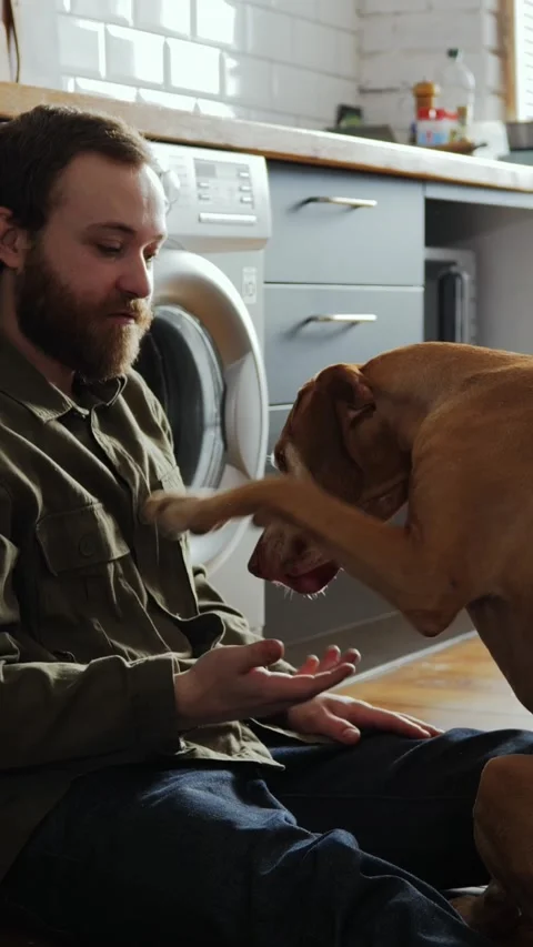 Man Shaking Paw With His Dog 스톡 동영상 320803589