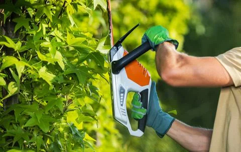 A Man Shaping Garden Trees Using Hedge Trimmer Photos
