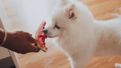 Man Sharing a Slice of Watermelon with His Pet Spitz in Kitchen Stock Footage 272460368