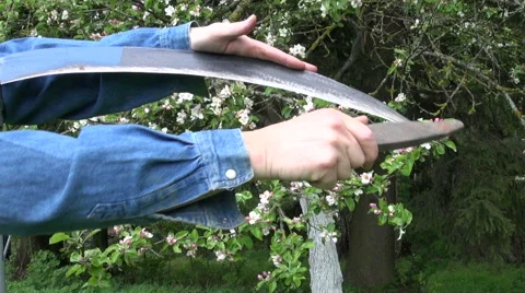 Man sharpening  honing scythe during apple tree blossoming Stock Footage 54837008
