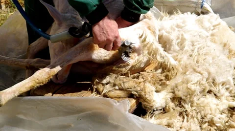 Man shearing a sheep in the corral Stock Footage 38087461