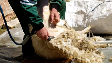 Man shearing a sheep in the corral Stock Footage 38089169