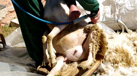 Man shearing a sheep in the corral Stock Footage 38089469