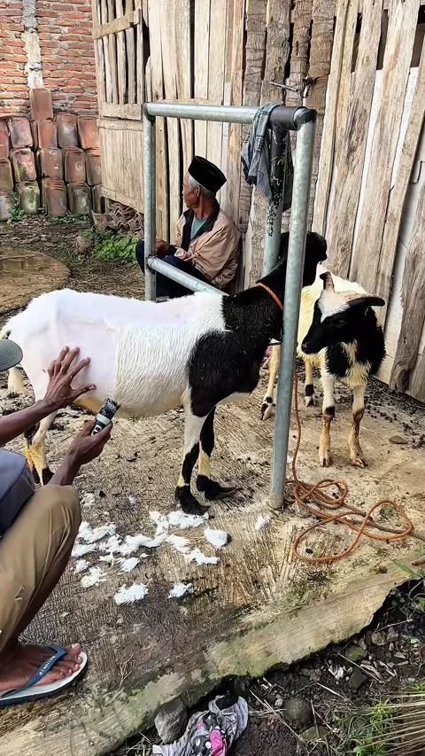 Man shearing sheep at the farm Stock Footage 330951003