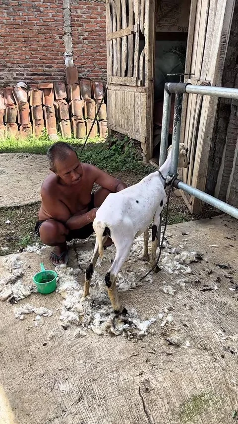 Man shearing sheep at the farm Stock Footage 333693502