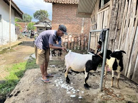 Man shearing sheep at the farm Foto stock