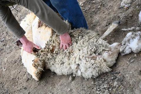 Man shearing sheep Stockfoto's