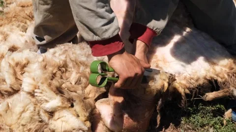 Man Shearing Sheep With Scissors on a Rural Farm 2 Stock Footage 294131822